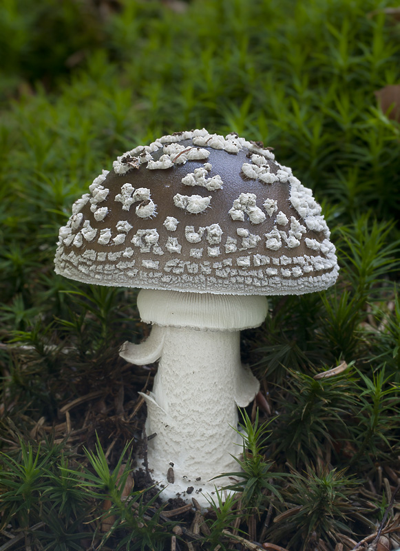 Amanita spissa